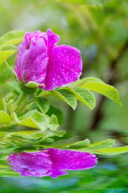 Pembe bir gülün Macro Shot 'u.