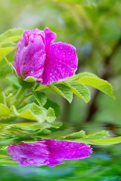 Pembe bir gülün Macro Shot 'u.