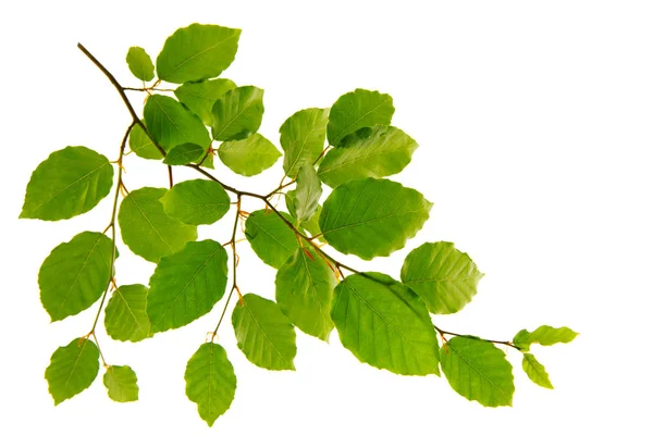 Gröna blad isolerad på vit bakgrund. — Stockfoto