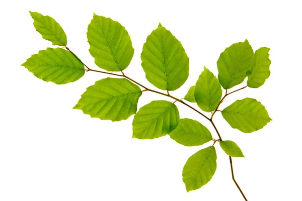 Hojas verdes aisladas sobre fondo blanco. —  Fotos de Stock