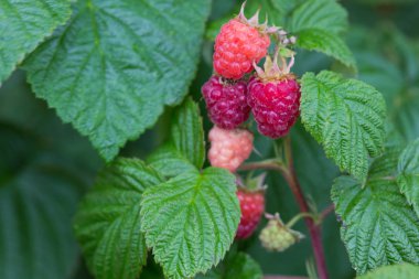 Ahududu dal yakın çekim.