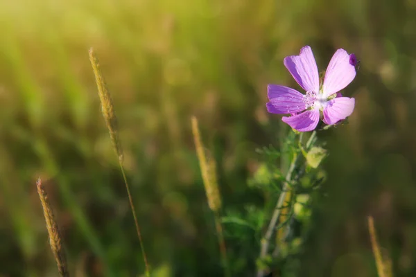 고립 된 야생 mallow 꽃. — 스톡 사진