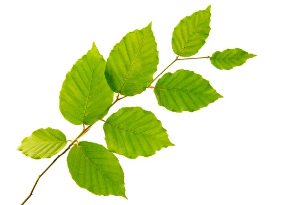 Green leaves isolated on white background. — Stock Photo, Image