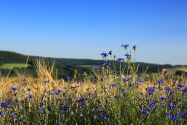 buğday alanında mavi peygamber.