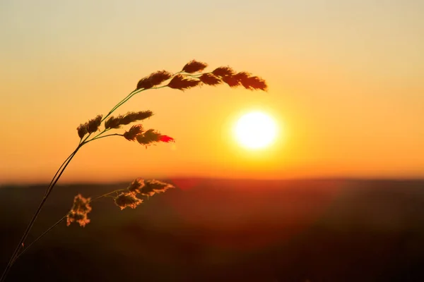 Wildes Gras in der Natur vor Sonnenuntergang. — Stockfoto
