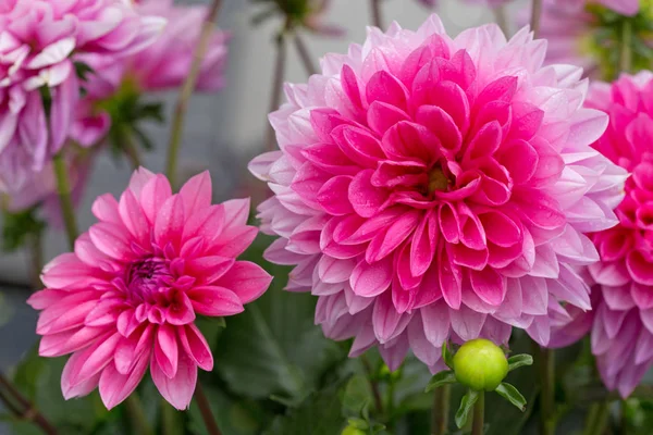 Makro záběr růžové dahlie. — Stock fotografie