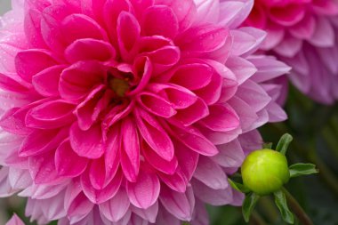 Görüntüyü Yıldız Çiçeği çiçek.