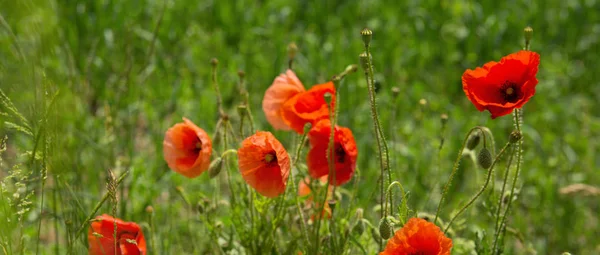 ケシの花の背景. — ストック写真