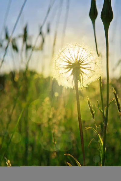 Closeup of dandelion against sunset. — Stock Photo, Image