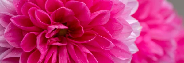 Macro shot d'un dahlia rose . — Photo