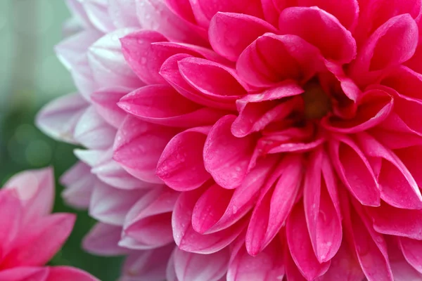 Makro obrázek dahlia květiny. — Stock fotografie