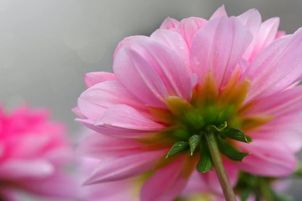 Makro snímek růžové dahlia izolované na šedé. — Stock fotografie