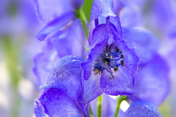 Close-up de um delphinium no jardim . — Fotografia de Stock