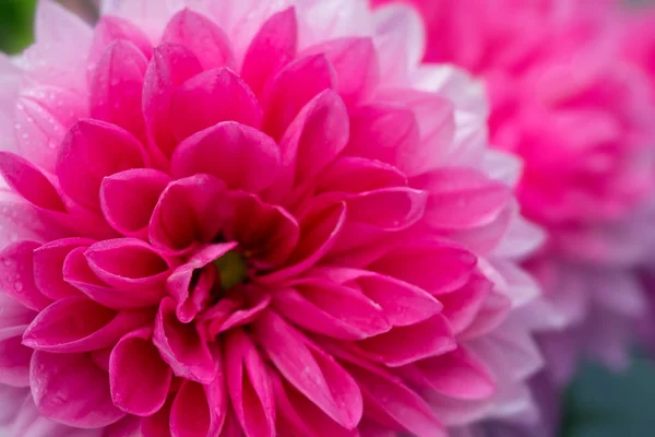 Macro image d'une fleur de dahlia . — Photo