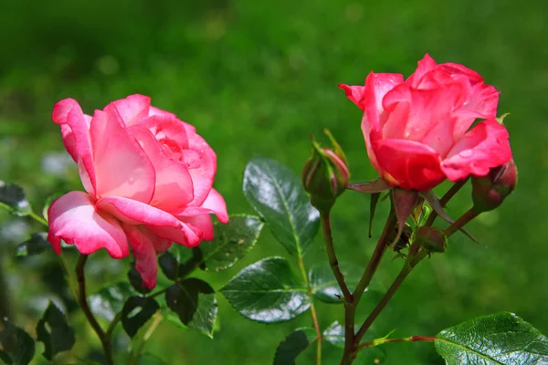 Rosa Ros med droppar på grön bakgrund. — Stockfoto