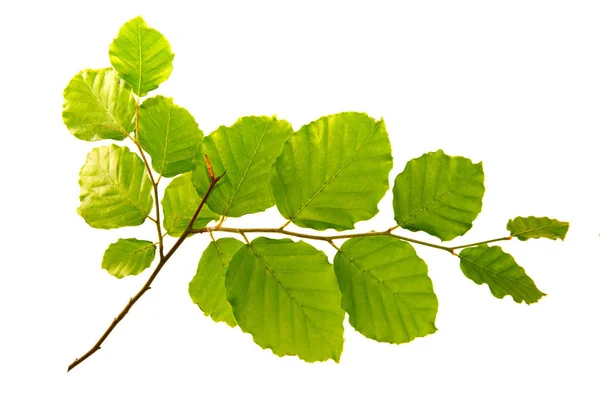 Gröna blad isolerad på vit bakgrund. — Stockfoto