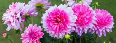 Pembe dahlia arka plan.