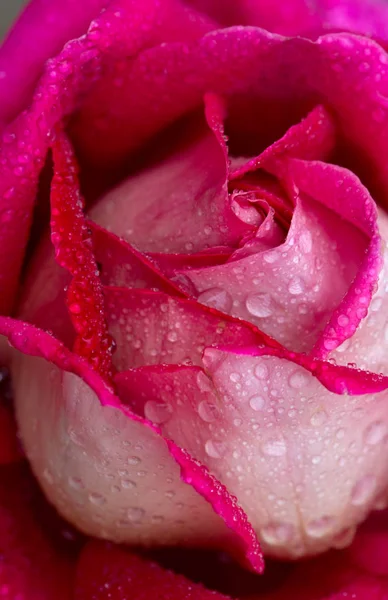 Rosa ros närbild med vattendroppar. — Stockfoto