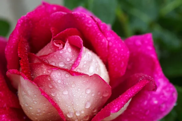 Rosa rosa primer plano con gotas de agua. —  Fotos de Stock