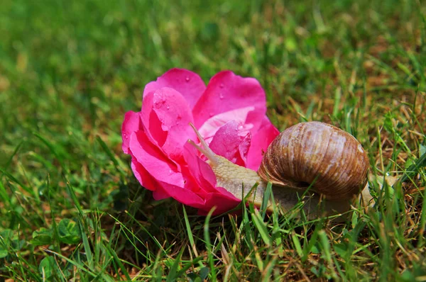 El caracol se arrastra por la rosa . — Foto de Stock