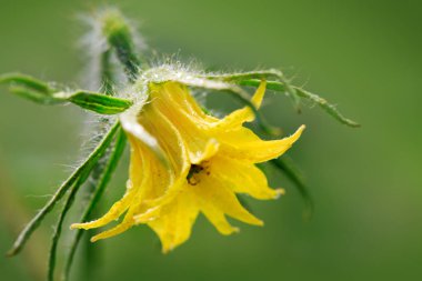 Yeşil izole domates çiçek.