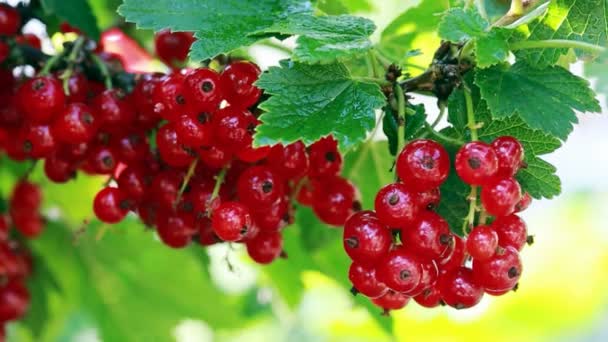 Makroaufnahme auf roter Johannisbeere im Sommergarten. — Stockvideo