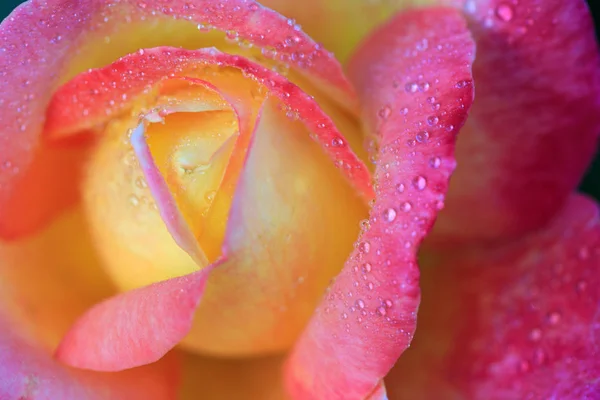 Rosa rosa close-up com gotas de água. — Fotografia de Stock