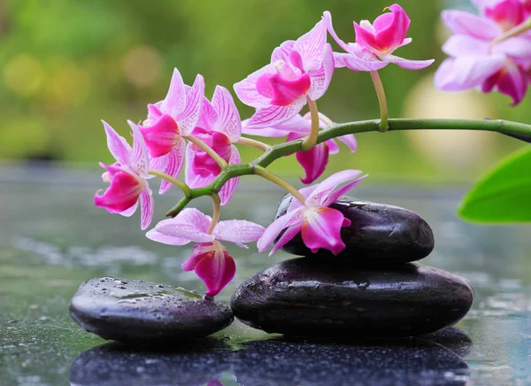 Orquídeas cor-de-rosa e pedras pretas. . — Fotografia de Stock