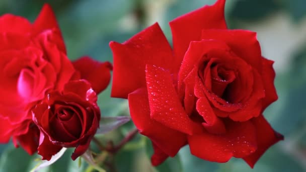 Червоні троянди в саду . — стокове відео
