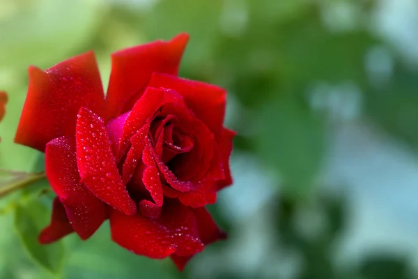 Röd ros i trädgården. — Stockfoto
