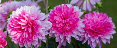 Pembe dahlia arka plan.