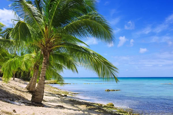 Morze Karaibskie i zielone palmy — Zdjęcie stockowe