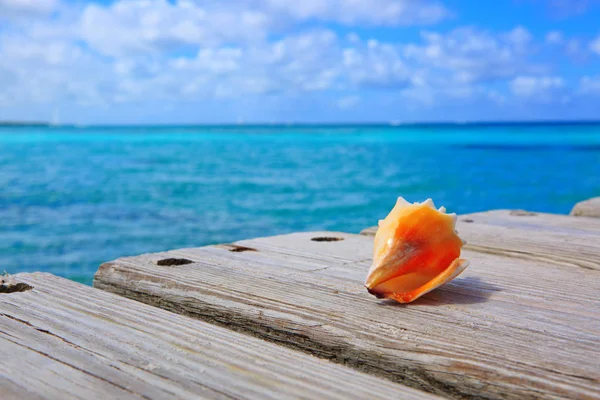 Sea shell on wooden background. — Stock Photo, Image