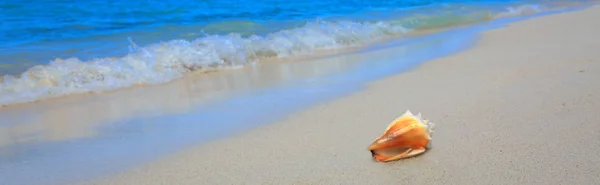 Coquille de mer sur la plage des Caraïbes. — Photo