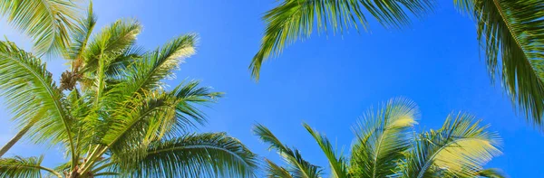 Palmas verdes e céu azul . — Fotografia de Stock