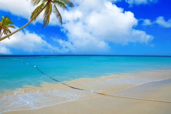 Caribbean sea and palms.