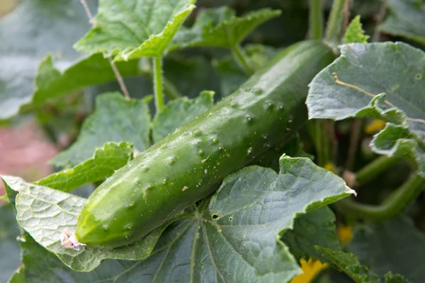 Komkommer groeien in de tuin. — Stockfoto