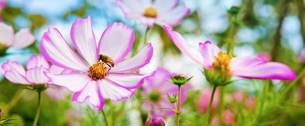 Пчела на цветах Cosmea . — стоковое фото