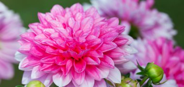 Pembe dahlia. Tatil kartı.
