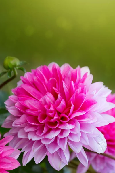 Macro shot d'un dahlia rose . — Photo