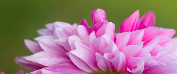 Makro záběr růžové dahlie. — Stock fotografie