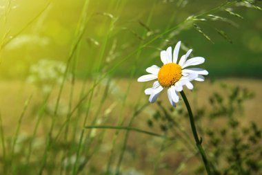 Makro çekim papatya.