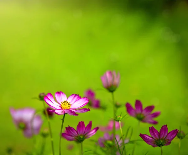 Růžové kosmu květiny v zahradě . — Stock fotografie
