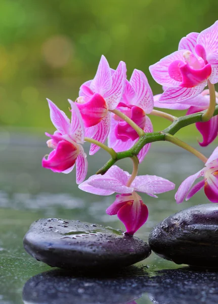 Rosa orkidéer och svarta stenar .Wellness bakgrund. — Stockfoto