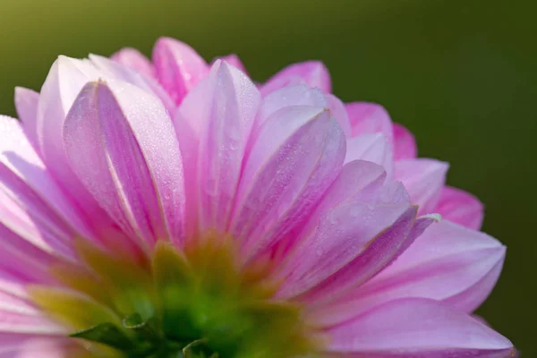 Makro záběr růžové dahlie. — Stock fotografie