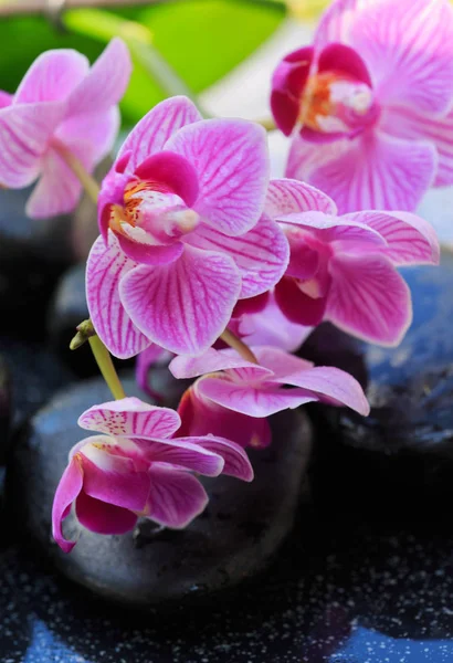 Розовые орхидеи и черные камни. . — стоковое фото