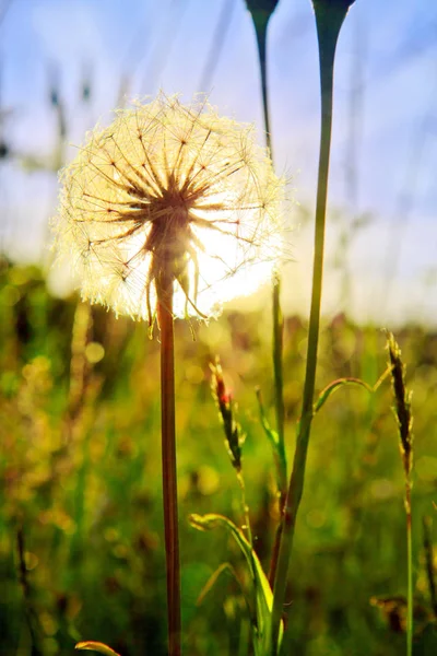 Closeup of dandelion against sunset. — Stock Photo, Image