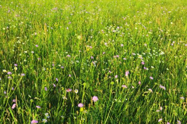 Günbatımında Bloomin Scabiosa caucasica çiçekler.