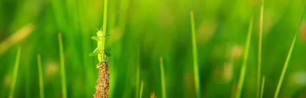 Grasshopper en hierba en prado en verano fild . —  Fotos de Stock