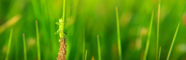 Sauterelle dans l'herbe sur le pré en été fild . — Photo